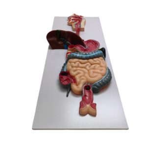 Human Digestive System Anatomical Model (PVC) – Medical & Biology Teaching Model